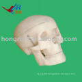 ISO Small Skull model, medical anatomical skull model